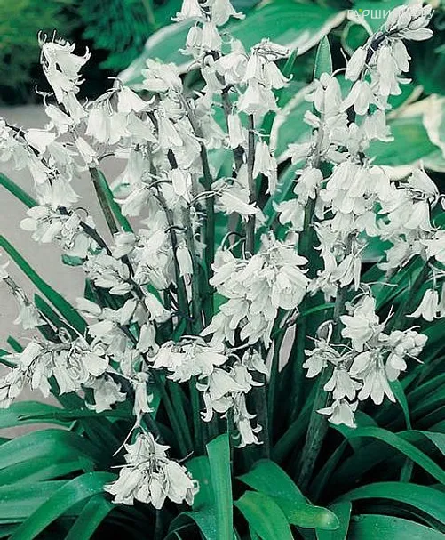 Гиацинтоидес Вайт 8 шт