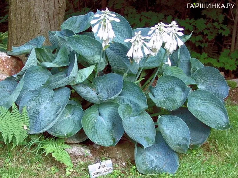 Хоста Абиква Дринкин Гурд (ML)