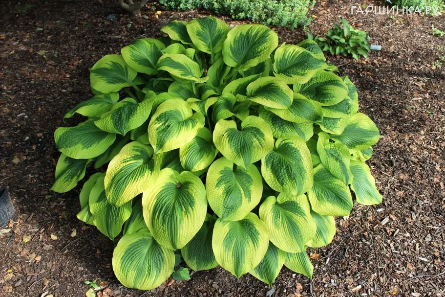 Хоста Клаймакс (L)