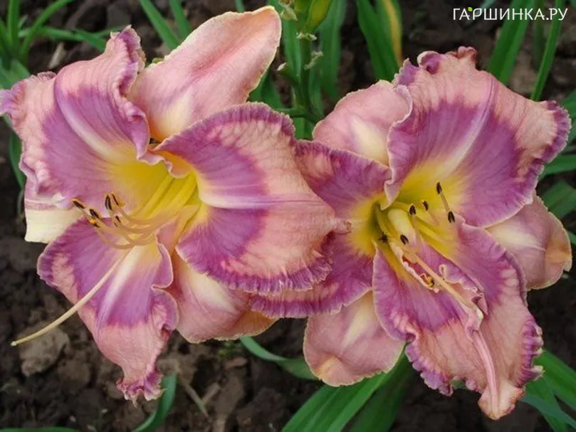 Лилейник Милдред Митчел