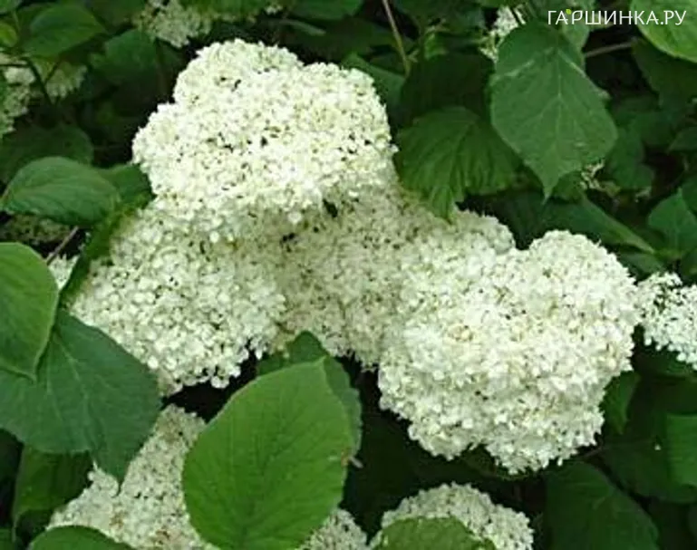 Гортензия древовидная Sterilis
