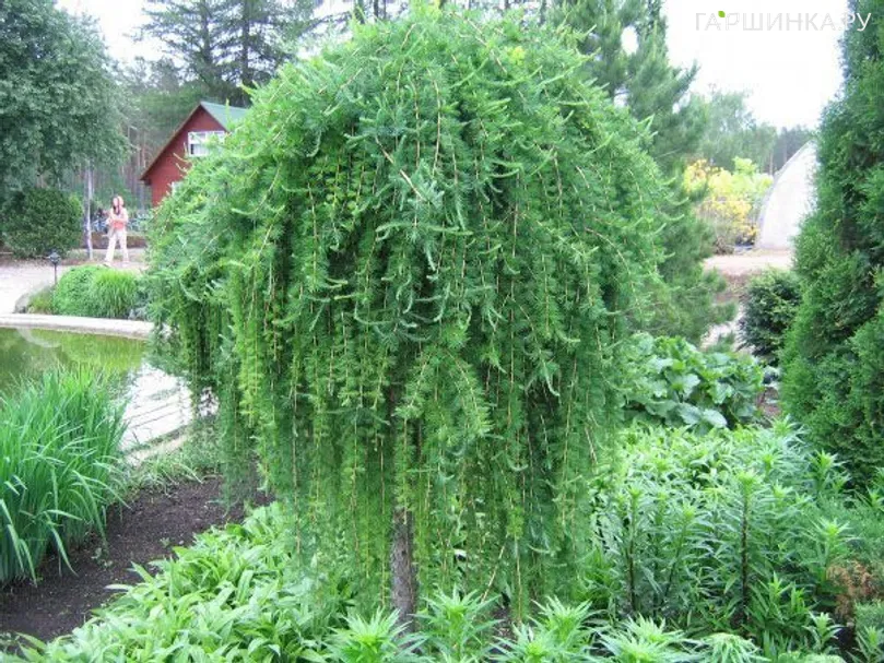 Лиственница Стиф Випер на штамбе 150 см