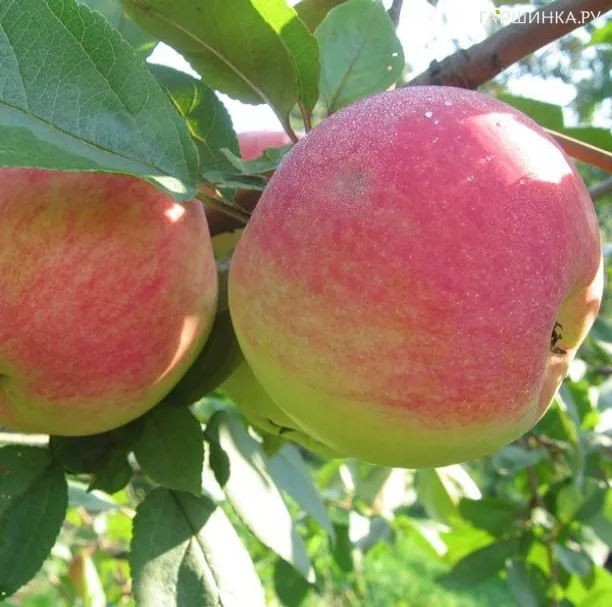 Яблоня Конфетное