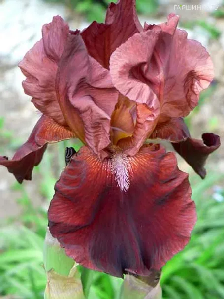 Ирис бородатый Самурай Уорриор