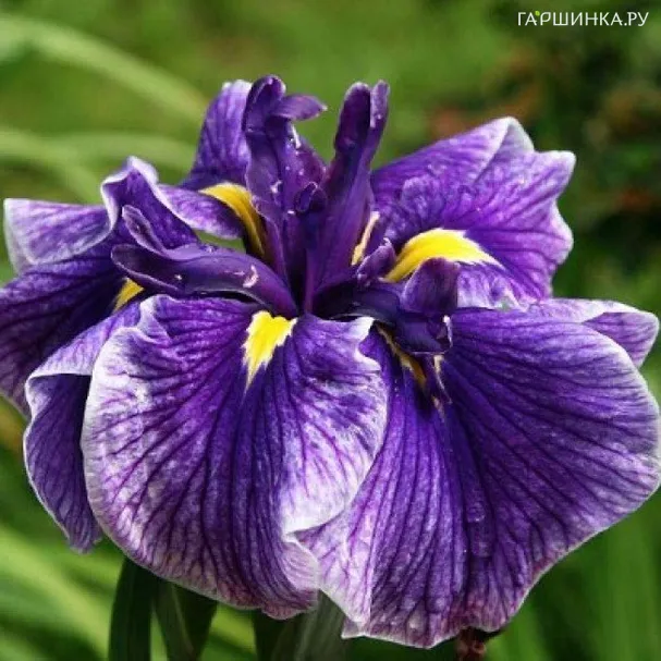 Ирис мечевидный Кристал Хало