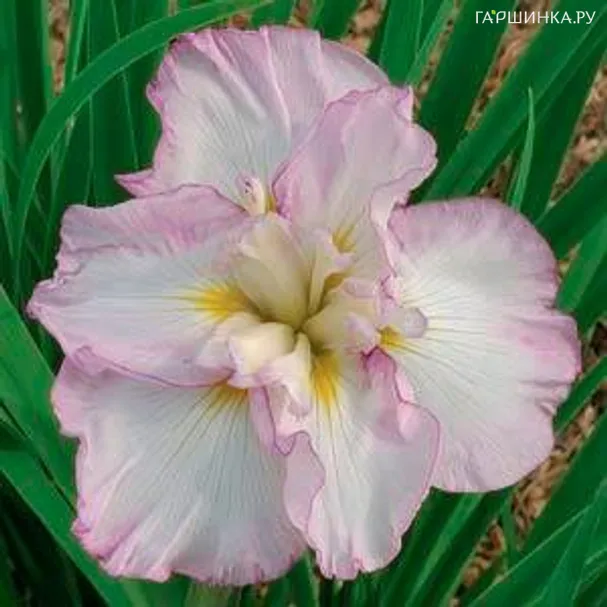 Ирис мечевидный Леди ин Вотинг