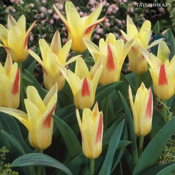 Тюльпан Иоганн Штраус Кауфмана 5шт