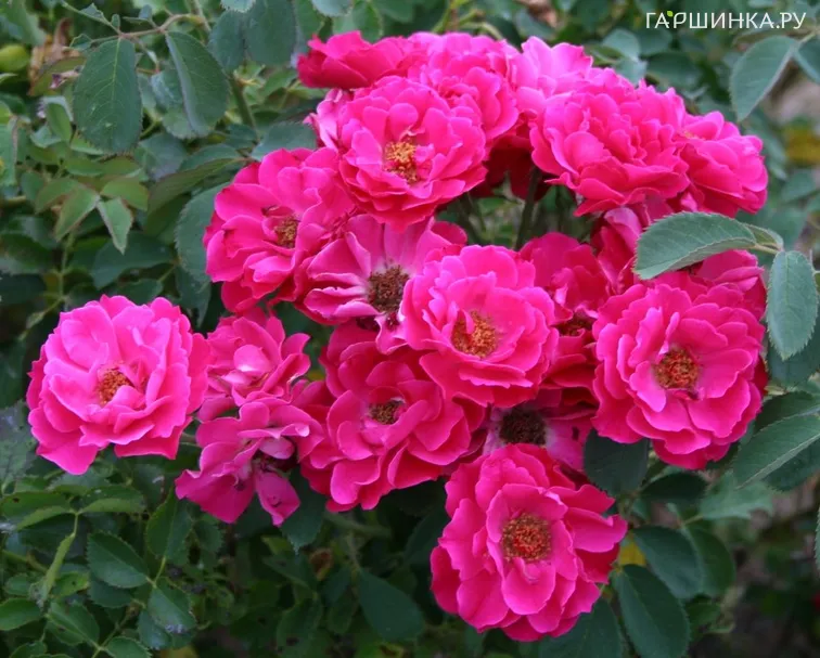 Роза Джон Франклин канадская парковая (лиц)