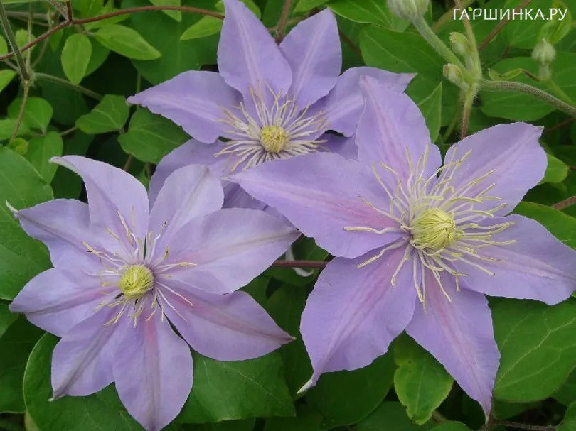 Клематис Юста крупноцветковый (3)