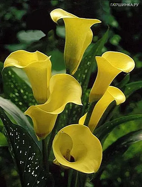 Калла Блэк Мэджик