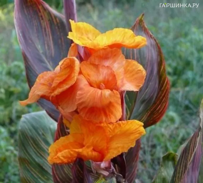 Канна Дурбан