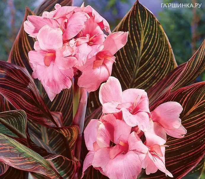 Канна Санберст Пинк