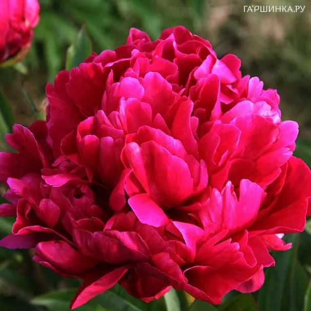 Пион Карл Розенфилд