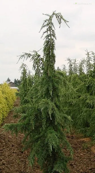 Кедр атласский Глаука Пендула