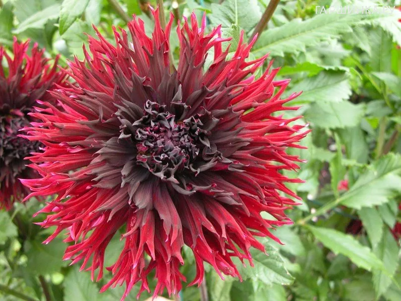 Георгина Кенора Макоп-Б (МАКСИ) бахромчатая