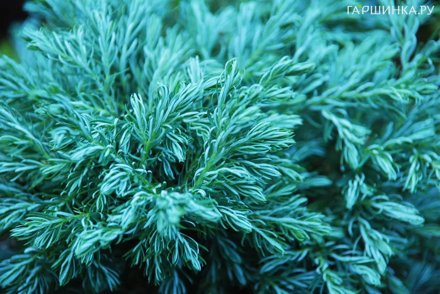 Кипарисовик горохоплодный Булевард