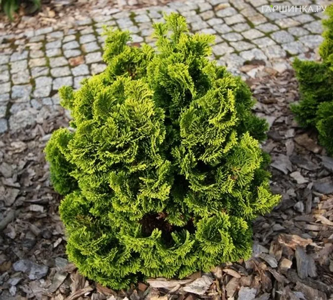 Кипарисовик тупой Аврора