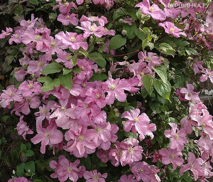 Клематис Комтесс де Бушо (Графиня Бушо) крупноцветковый (3)