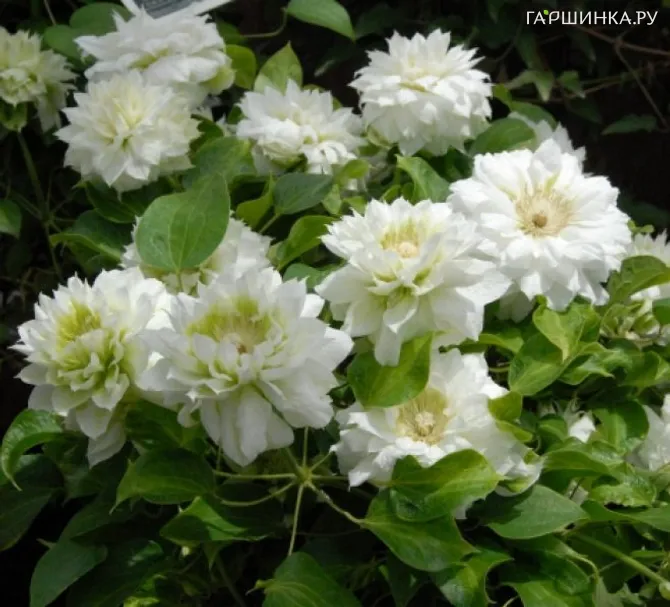 Клематис Дачес оф Эдинбург крупноцветковый (2)