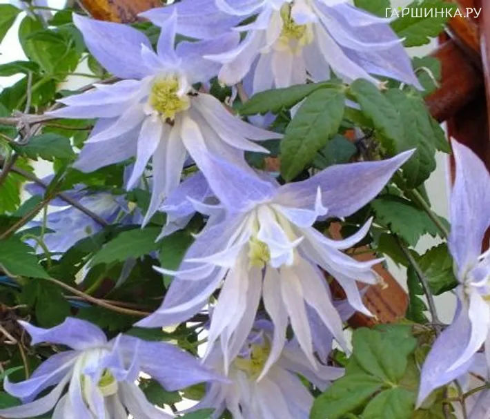 Клематис (Княжик) Майдвелл Холл крупнолепестковый полумахровый (1)