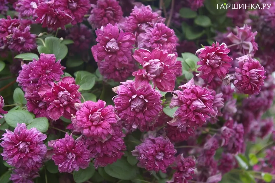 Клематис Пурпуреа Плена Элеганс махровый мелкоцветковый (3)