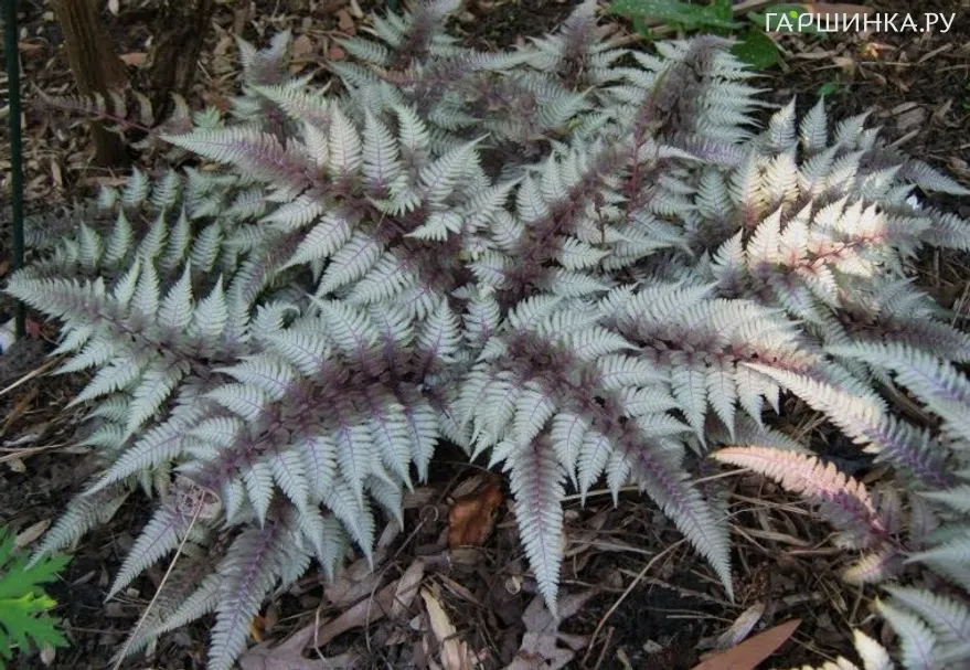 Кочедыжник (папоротник) Ред Бьюти ниппонский