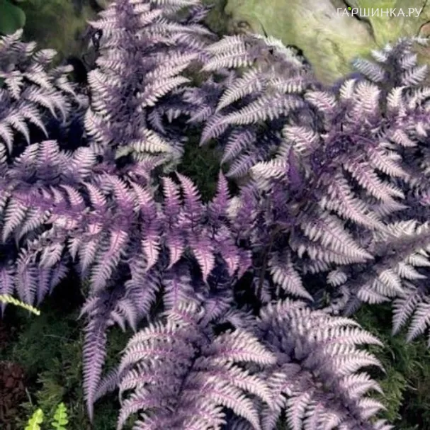Кочедыжник (Папоротник) ниппонский Урсула Ред