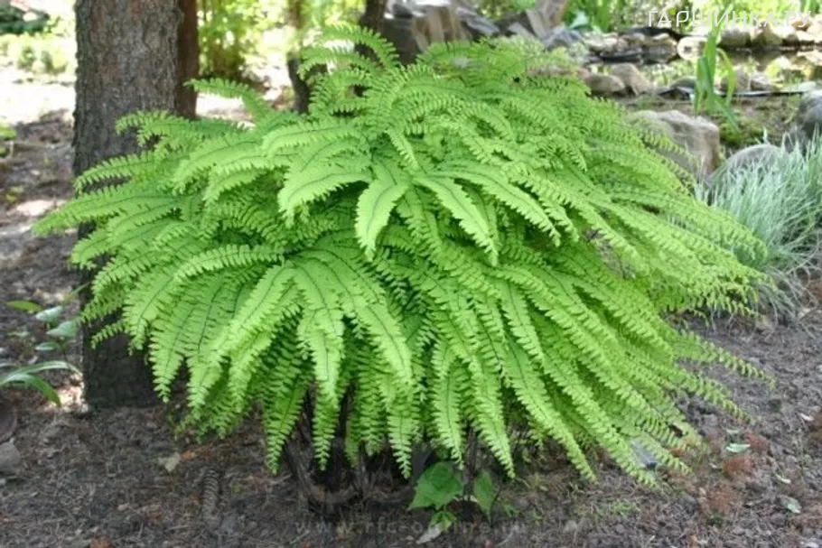 Кочедыжник женский Адиантум Стоповидный