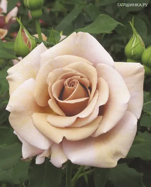 Роза Коко Локо, Викс (лиц)