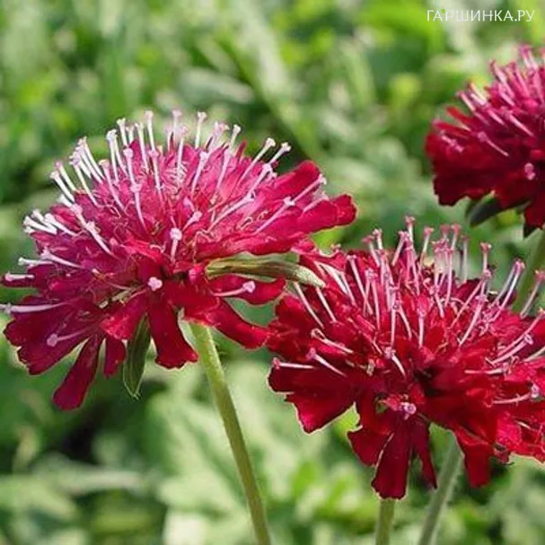 Короставник Марс Миджет македонский