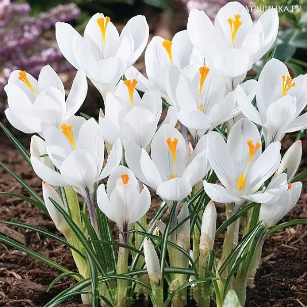 Крокус Жанна д'Арк 10 шт