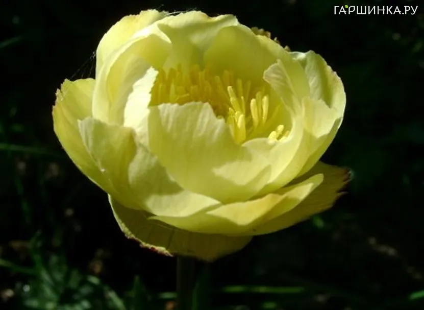 Купальница Алебастр