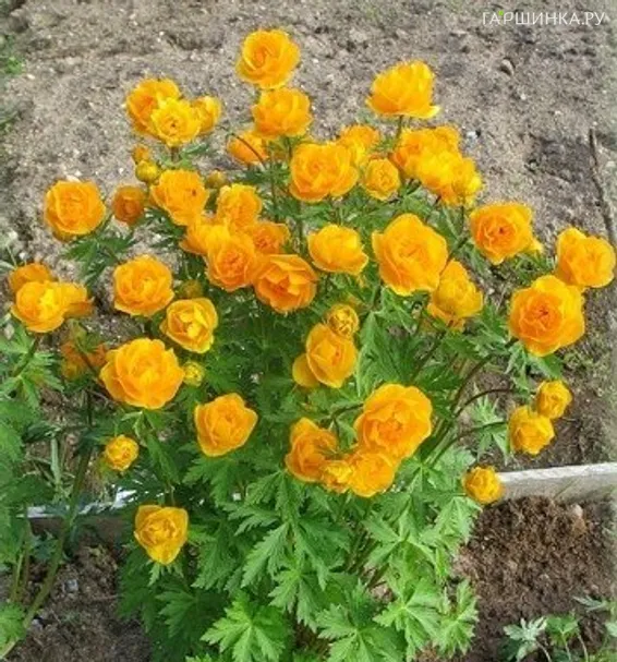 Купальница Оранж Принцесс