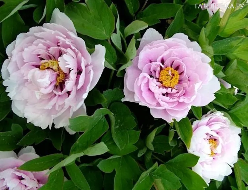 Пион Синий сапфир древовидный розово-голубой