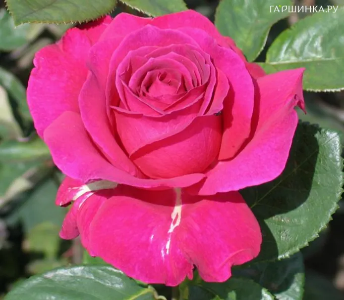 Роза Ланком чайно-гибридная Imperial Rose