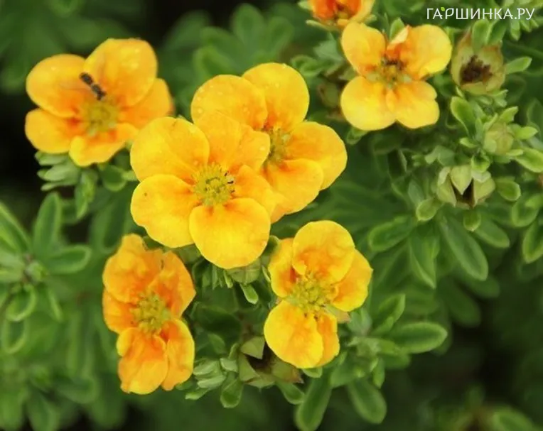 Лапчатка кустарниковая Манго Танго