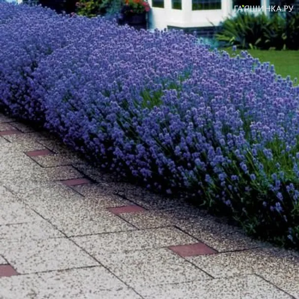 Лаванда Манстед