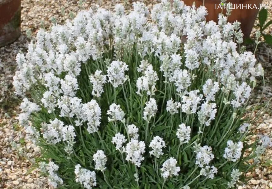 Лаванда Арктик Сноу