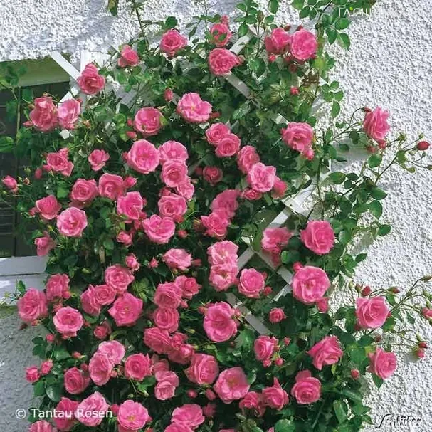 Роза Лавиния плетистая, Тантау (лиц)