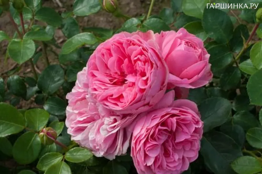 Роза Леонардо да Винчи флорибунда, Top Roses