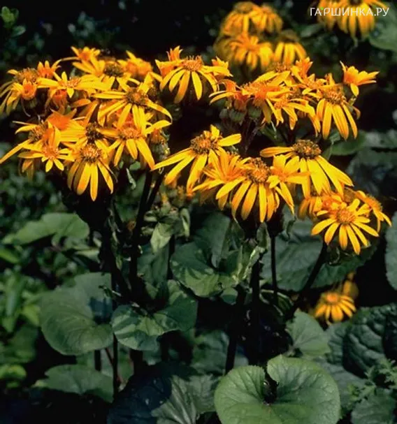 Бузульник Дездемона