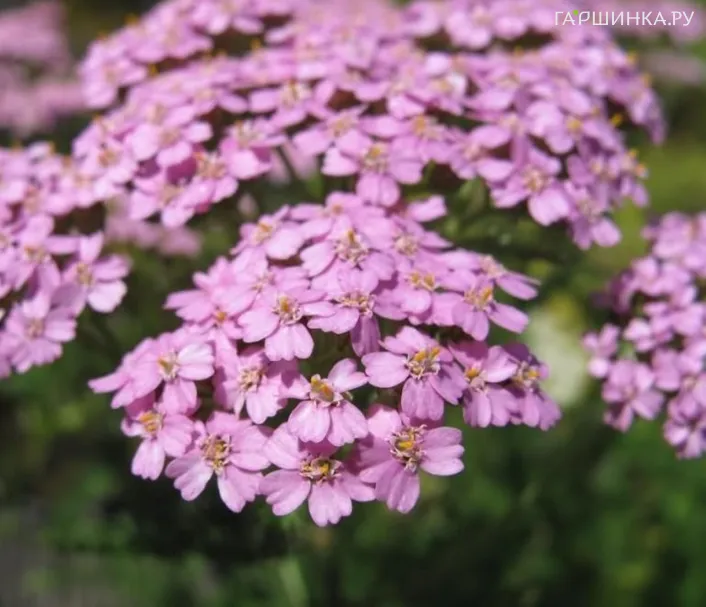 Тысячелистник Лилак Бьюти