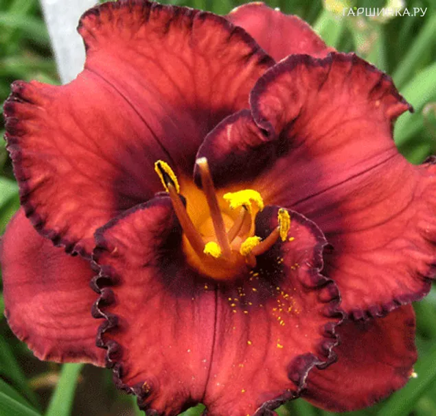 Лилейник Беррилишис