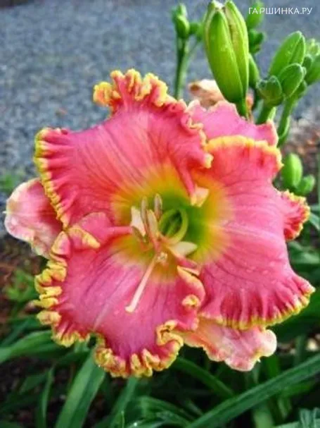 Лилейник Дивас Чойс