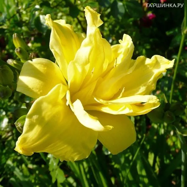 Лилейник Дабл Еллоу махровый