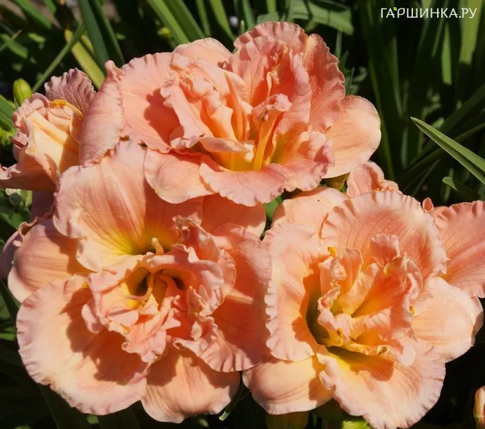 Лилейник Силоам Дабл Классик