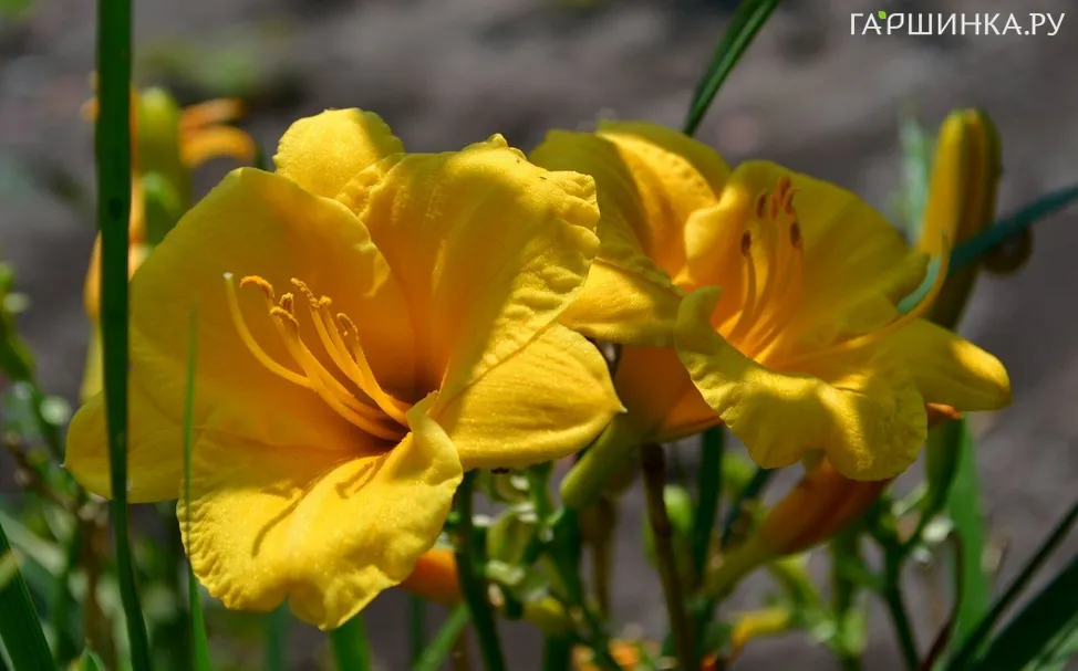 Лилейник Стелла де Оро