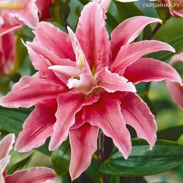 Лилия Дистант Драм восточная махровая