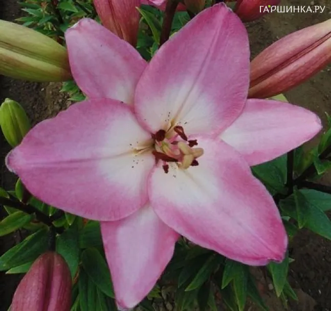 Лилия Альбуферия ЛА-гибрид светло-розовая