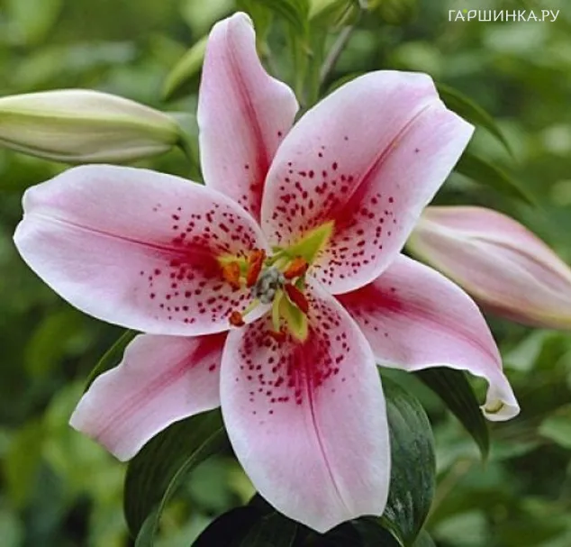 Лилия Мона Лиза восточная низкорослая/ 2шт